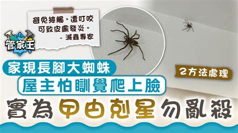 大蜘蛛入屋|3种方法来将蜘蛛赶出屋外